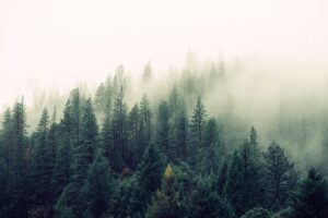 പാട്ടോല അപ്പക്കാട് റബ്ബർ തോട്ടത്തിൽ യുവാവ് മരിച്ച സംഭവത്തിൽ പ്രതികൾ പിടിയിലായി